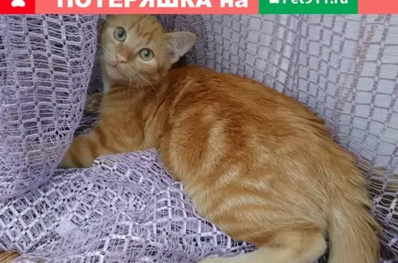 Пропал кот на улице Губкина 15 в Сургуте