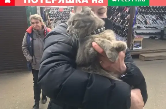 Потерянная кошка на центральном рынке в Кирове