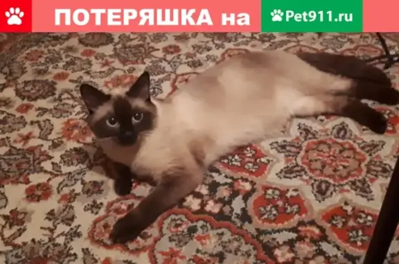 Пропала кошка в Полевском, 1 мкр, Зеленый бор, сиамская
