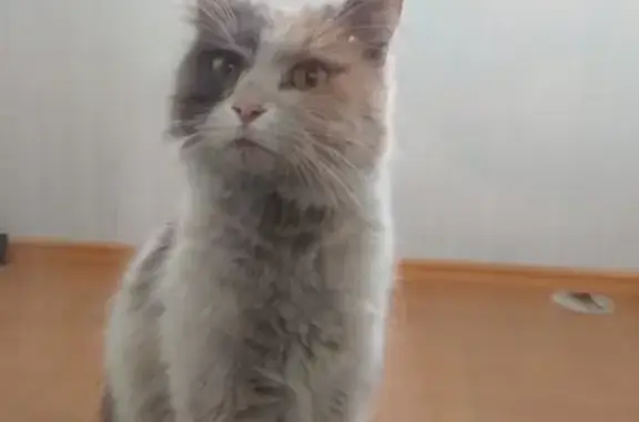 Найдена кошка в Казани, ищут хозяев!