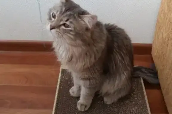 Найден котик в Сургуте, ищет нового хозяина.