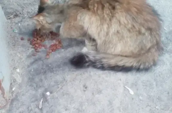 Найдена кошка на улице Маршала Воронова