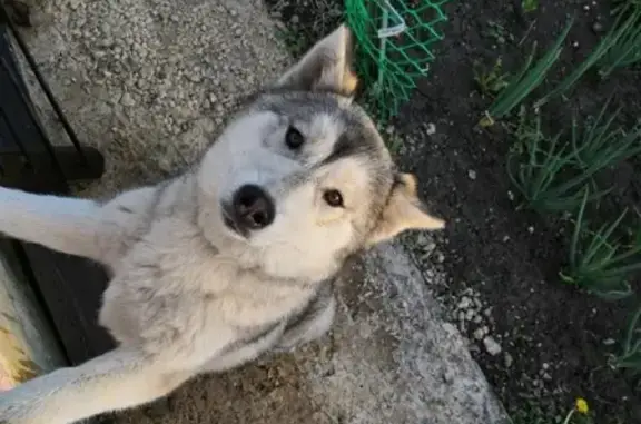 Собака найдена в селе Головщино, Липецкая область