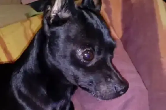 Пропала собака Бублик в Коркино