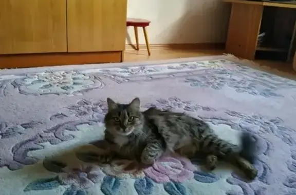 Найдена домашняя кошка на улице в Кирове