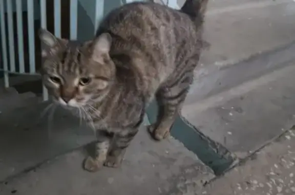 Найден кот на Тюменском тракте