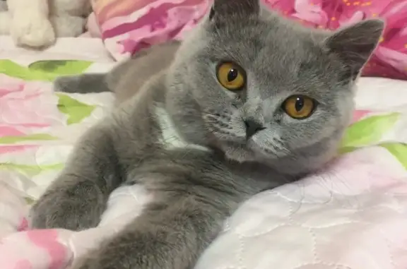 Пропала британская кошка Моня в Ростовской области