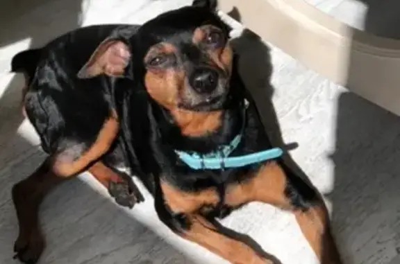 Пропала собака Тоша в Саранске, нужна помощь!