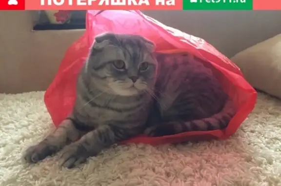 Пропал кот Степа в Лысково, Нижегородская область