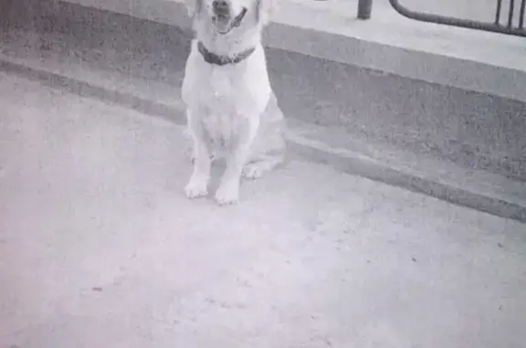 Пропала собака в Новосибирске, Ленинский район, ул. Котовского 48