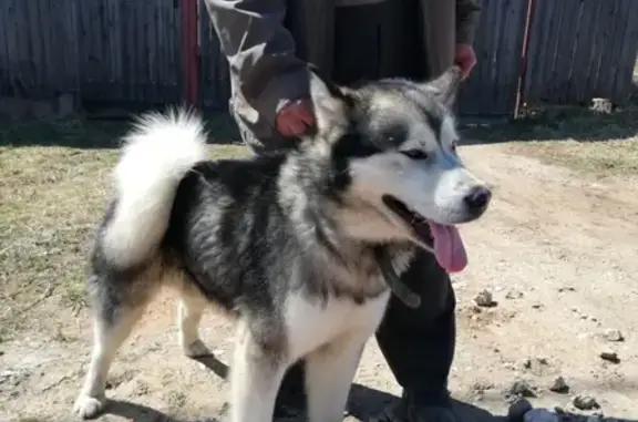 Собака Аляскинского маламута найдена в Ярославской области