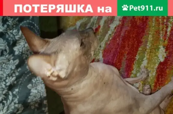 Пропала кошка Сема в Пущино, Новокузнецк