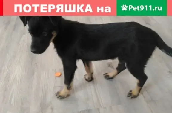Собака найдена на остановке Роща в Иркутске