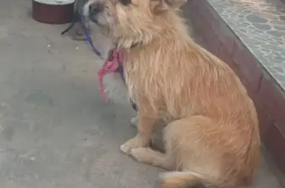 Найдена собака на улице в Краснодаре