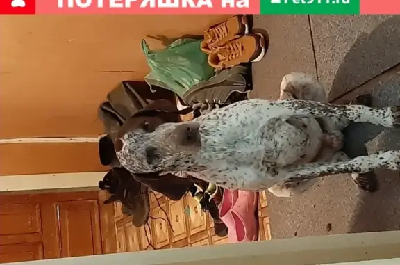 Собака найдена в Красном Яре