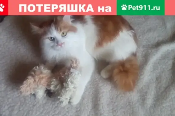 Пропала пушистая кошка на проспекте Чайковского, 37 в Твери