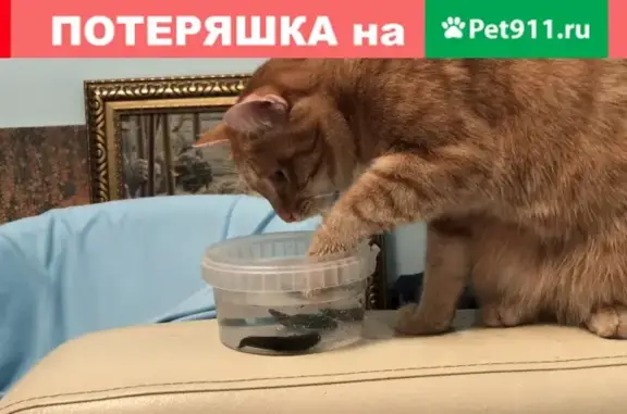 Кошки потеряшки, Москва, фото: Потеряшка кошка на Тверской улице, 15