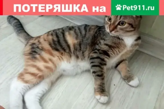 Найдена вислоухая трехцветная кошка на бульваре Щербины, Тюмень