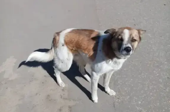 Собака найдена в П. Малой Дубне, Орехово-Зуевского района.