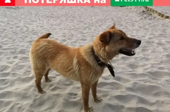 Найдена собака на пляже Пионерска, ищем хозяина!