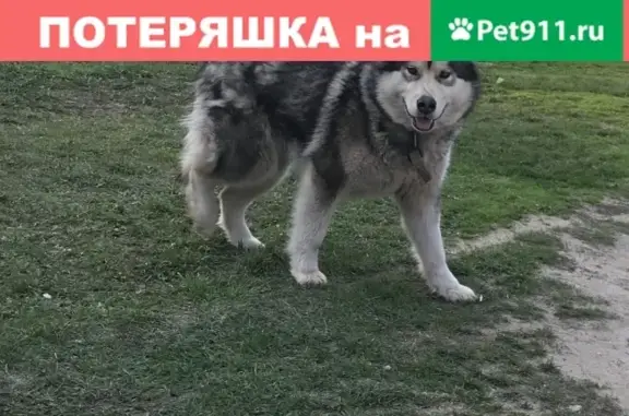 Найдена запуганная собака в Кстово