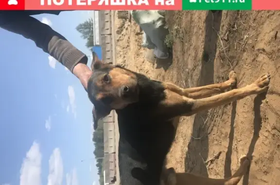Собака на Ярославском шоссе в ошейнике - найдена!