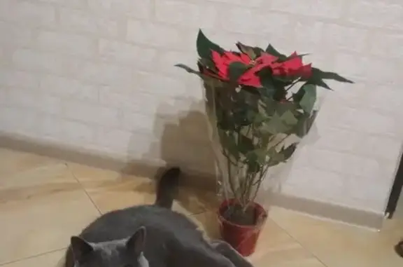 Пропала кошка на улице Рассветов, 59