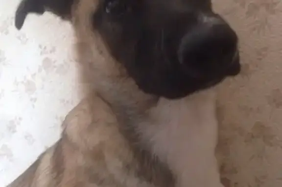 Пропала собака Спарта в Краснознаменске