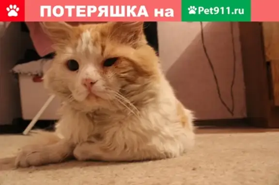 Пропала кошка на ул. Драгунской 6, Ростов-на-Дону