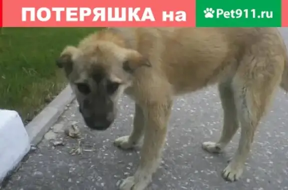Найден пес в Волжском, нужен дом