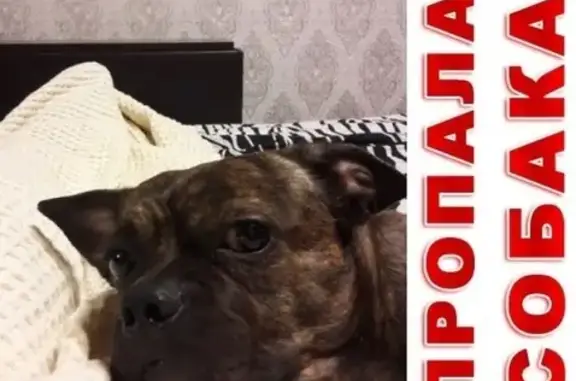 Пропала собака в Калач-на-Дону.