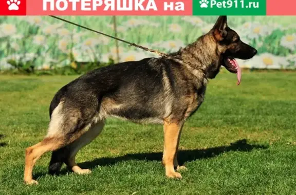 Пропала собака Варя на улице Кропоткина, 124