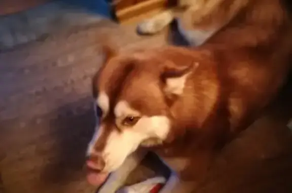 Собаки потеряшки, Новокузнецк, фото: Потеряшка хаски на Мирной улице в Новокузнецке