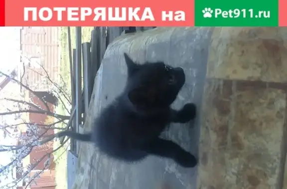 Найден черный котенок в Тамбове, ул. Восточная-Придорожная
