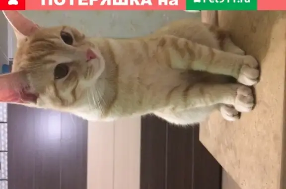 Объявления о пропавших и найденных животных, Москва, фото: Пропала кошка Кот Лео на Кронштадтском бульваре, 29