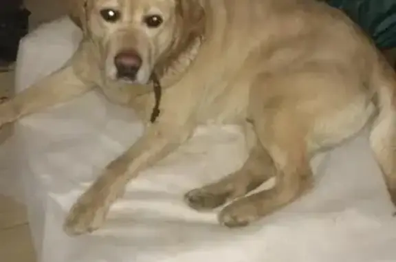 Найдена собака в Березках, Москва