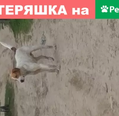 Найден крупный пёс в деревне Дурово