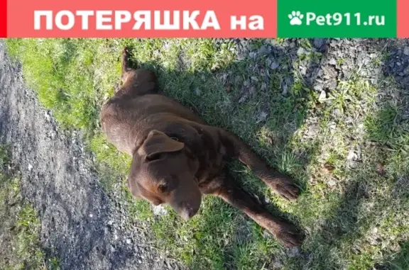 Собака Лабрадорши найдена в Павловском Посаде.