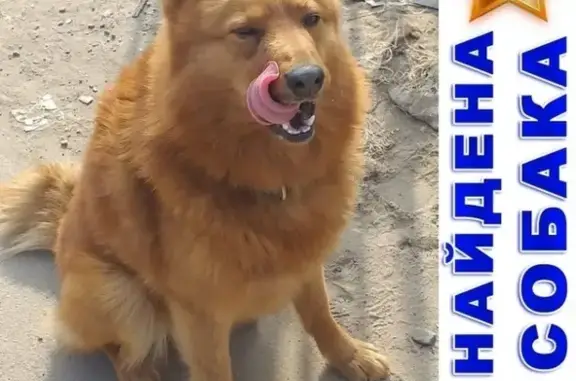 Найдена домашняя собака в Новой Москве, нужна помощь!