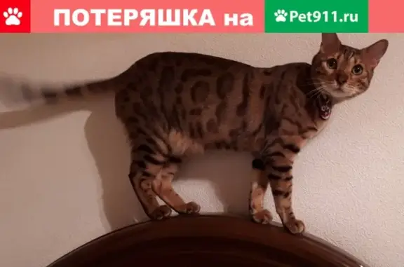 Кошки потеряшки, Москва, фото: Потеряшка кот Банджи с Ивантеевской улицы 32а, нужна помощь!