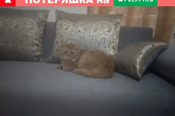 Пропала кошка в Зарайске: помогите найти!