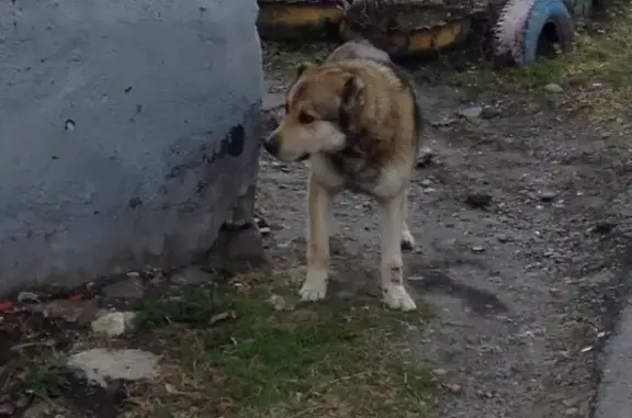 Найдена собака в Барнауле, нужна помощь!