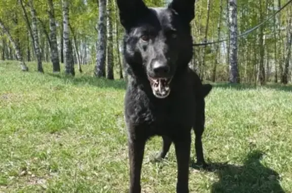 Пропала собака Грейс в Москве