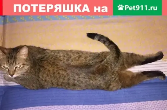 Пропала кошка на ул. Магаданская, помогите!