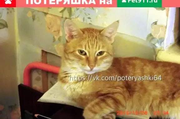 Пропал рыжий кот Рыжик в Саратове, Заводском районе на ул. Кавказская-4 (рядом с 43 школой)