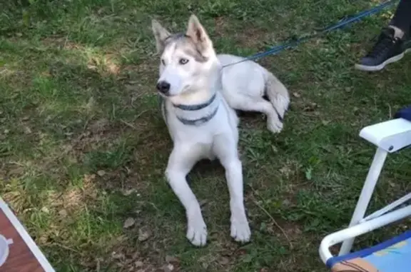 Найдена собака в Москве, район Марьино