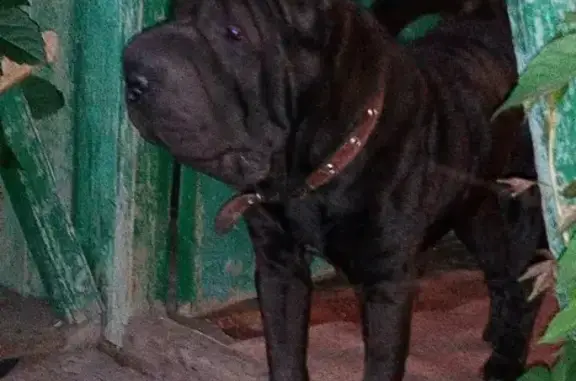 Пропала собака породы Шарпей в Черепаново, Новосибирская область
