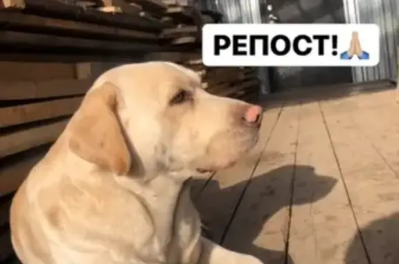 Пропала собака Леон в районе Степановка, Томск