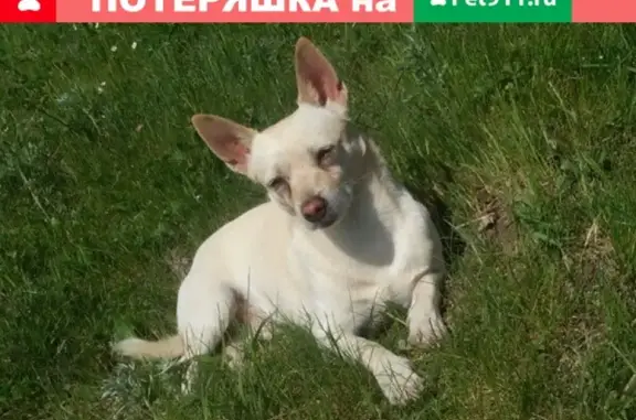 Пропала собака в районе Чулман-Сююмбике, Нижнекамск