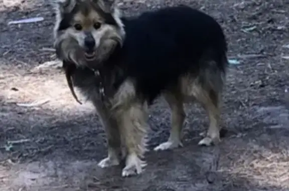 Найдена собака в Павловском Посаде, ищет свой дом.
